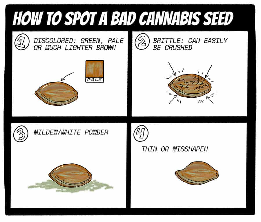 How to spot bad cannabis seeds