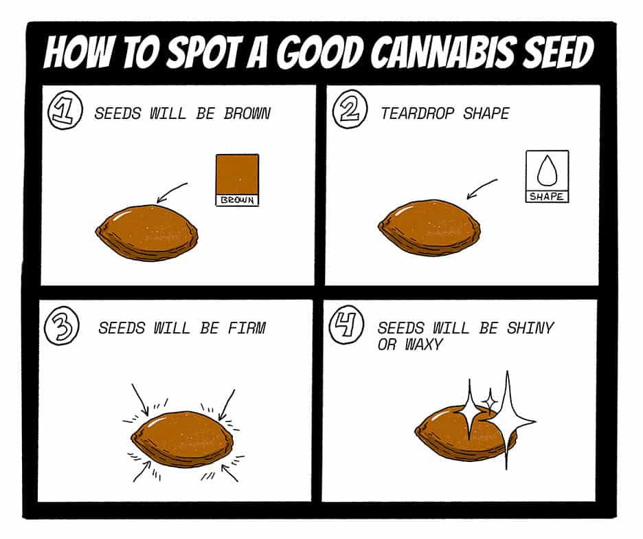 How to spot good cannabis seeds