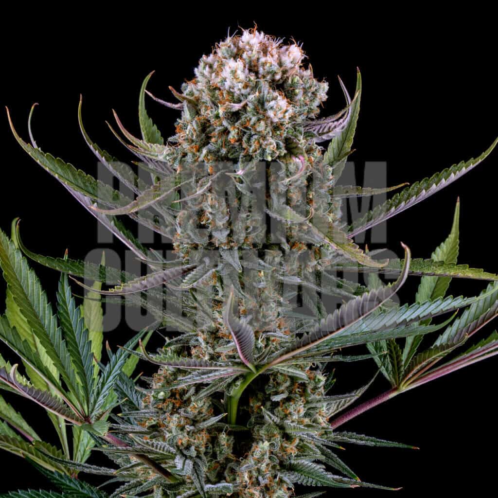 White Widow Cannabis plant