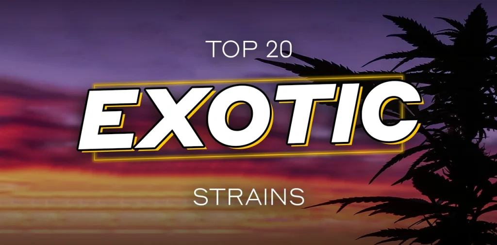 Top 20 Exotic Strains