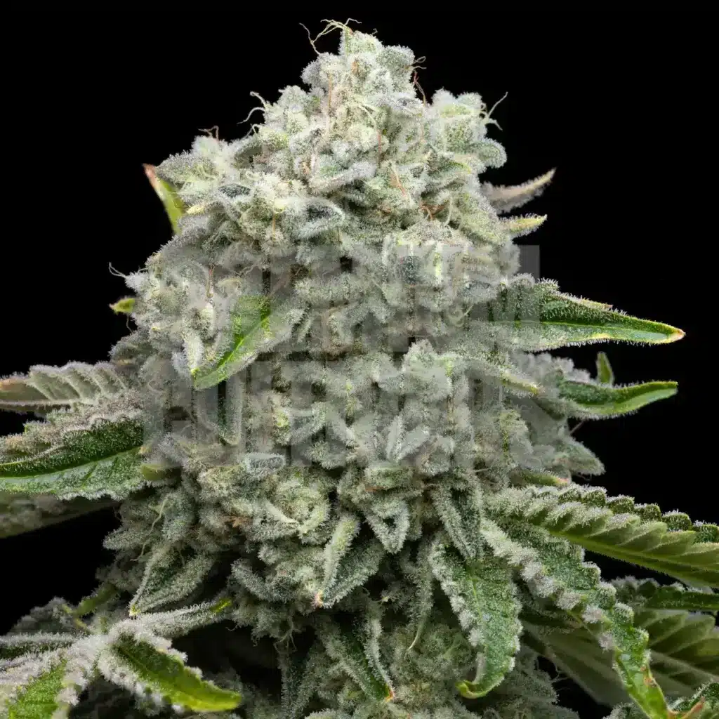 Permanent Marker strain. The bud is densely coated with frosty, white trichomes, giving it a snow-covered appearance. The leaves are a vibrant green, with some edges tinged slightly yellow.