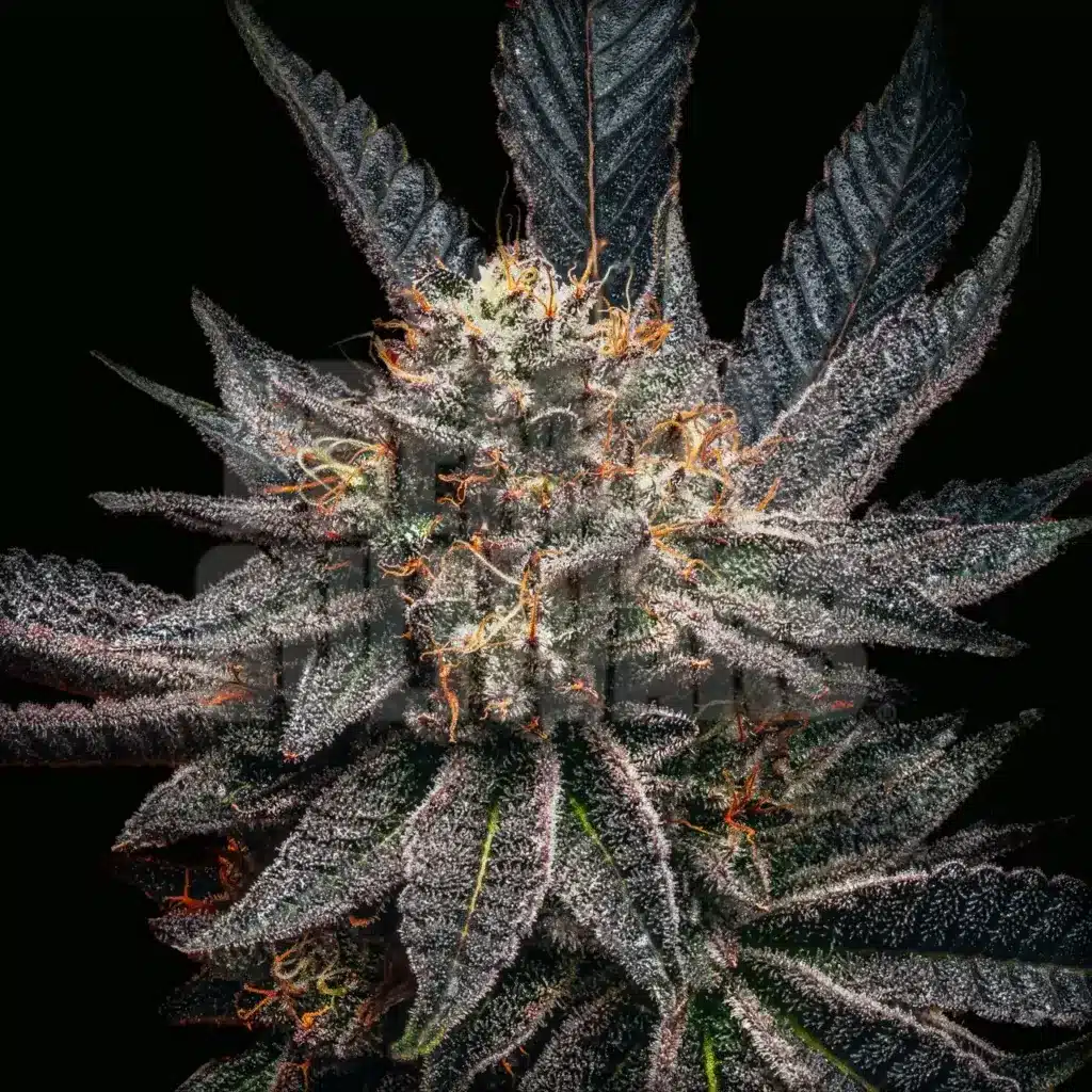 Zookies strain, showcasing frosty, trichome-rich buds with dark green and purple leaves, and bright orange pistils, known for its potency and striking appearance. Buy Zookies seeds at Premium Cultivars.