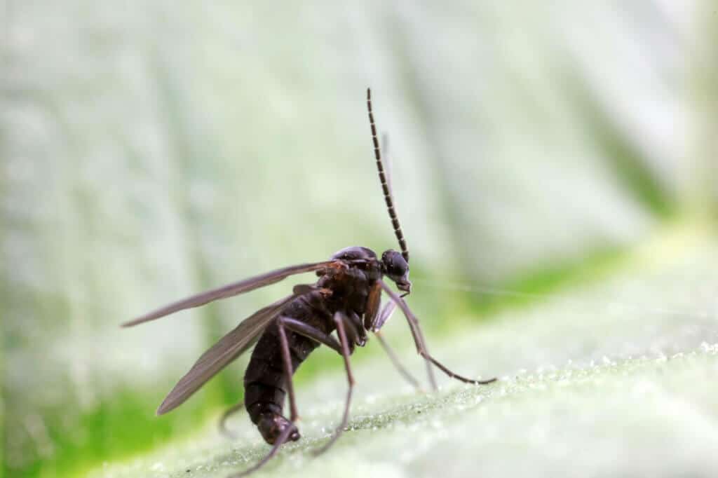 Causes of cannabis fungus gnats