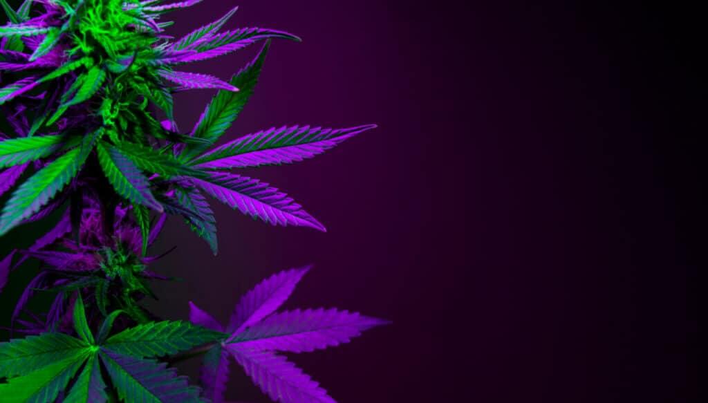 Do cannabis plants need oxygen