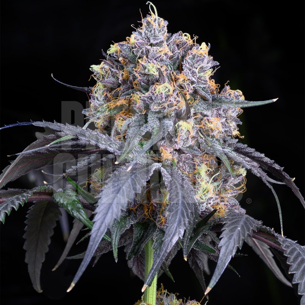 Trichome-dense, purple cannabis plant is displayed. Purchase Jet Fuel Gelato strain products online from Premium Cultivars.