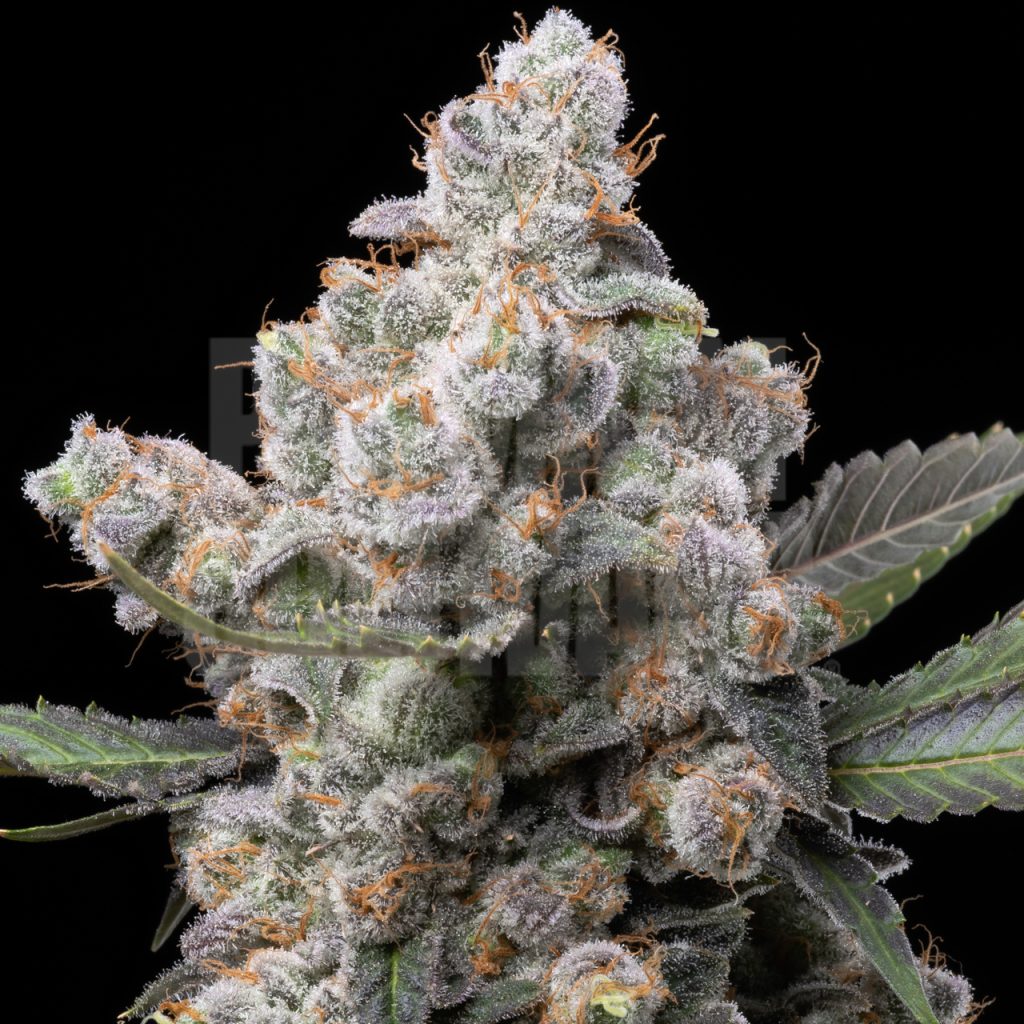 White Truffle strain, featuring snowy buds with a dense trichome layer.Shop White Truffle seeds from Premium Cultivars.