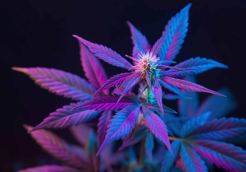 Cannabis under LED lights