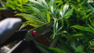 Defoliate autoflower cannabis plants