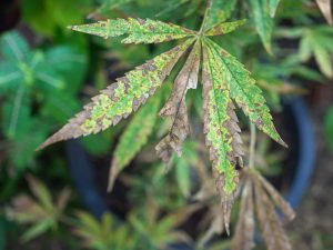 Leaf septoria vs calcium deficiency