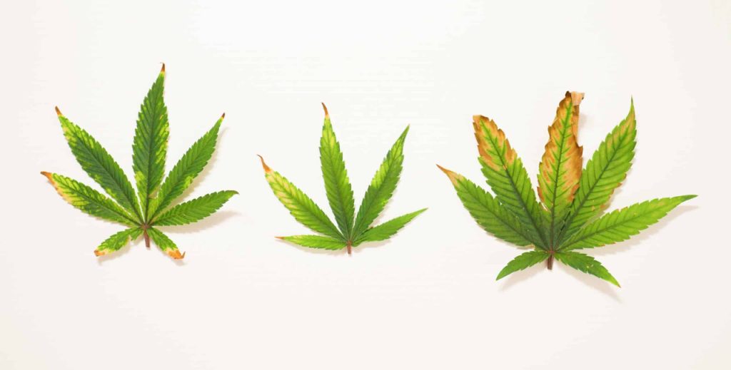 Light stress cannabis leaves