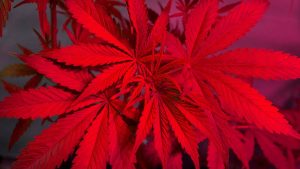 Light stress cannabis