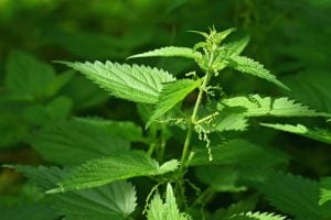 Stinging nettles and cannabis