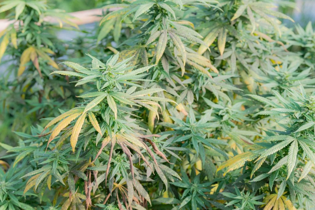 Weak cannabis plants