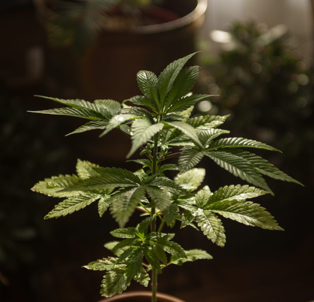 Autoflower cannabis plant
