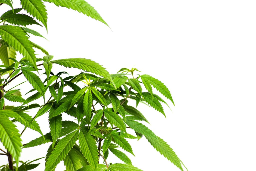 Vegging cannabis plant
