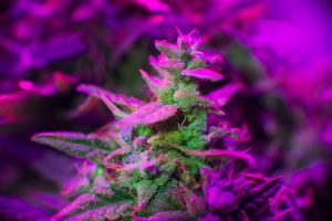 Cannabis vertical growth