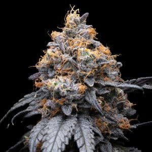 Lilac Diesel Cannabis