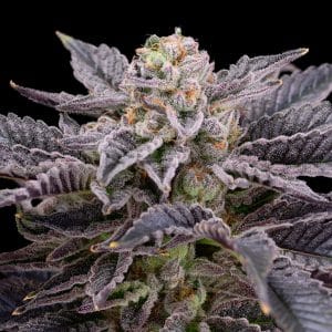Shown is a large cannabis cola with densely packed trichomes, sugar leaves and pistils. Purchase feminized RS11 seeds online from Premium Cultivars.