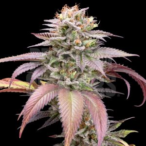 Sherbanger cannabis plant is shown. The cola is trichome coated and the fan leaves and pistils are vibrant. Purchase Sherbanger strain cannabis seeds online from Premium Cultivars.