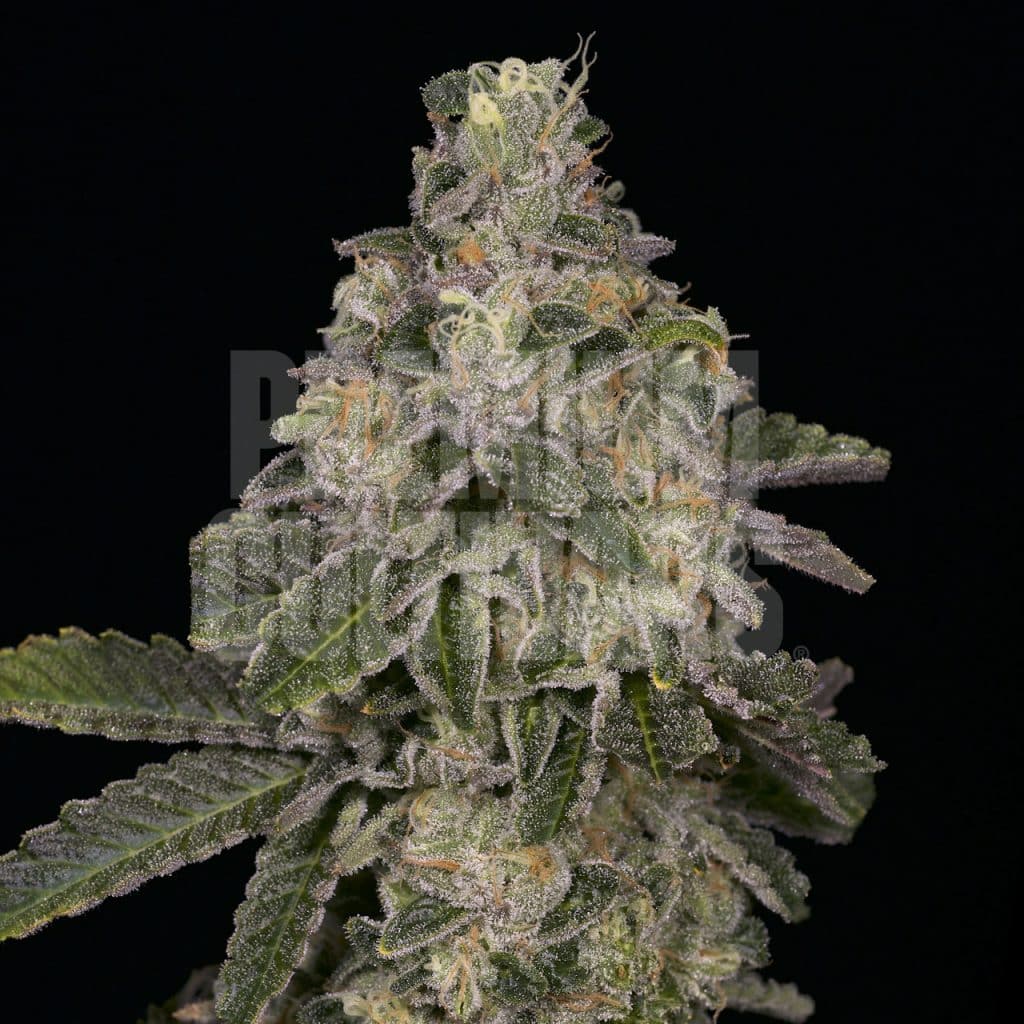 Animal Face strain bud covered in frosty trichomes. The bud features dark green and purple leaves with orange pistils. Shop Animal Face seeds at Premium Cultivars.