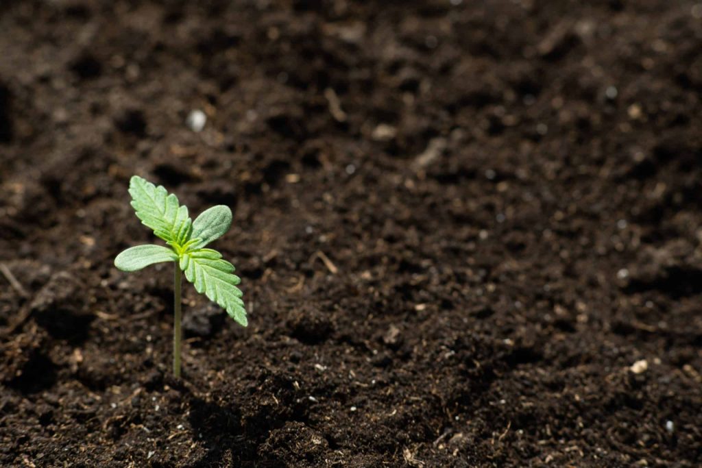 best soil pH for marijuanas