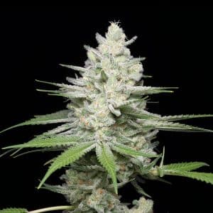 Gumbo strain cannabis plant. A large cola with buds that are densely packed with trichomes can be seen. Sugar leaves and pistils are also present. Purchase feminized Gumbo seeds online from Premium Cultivars.