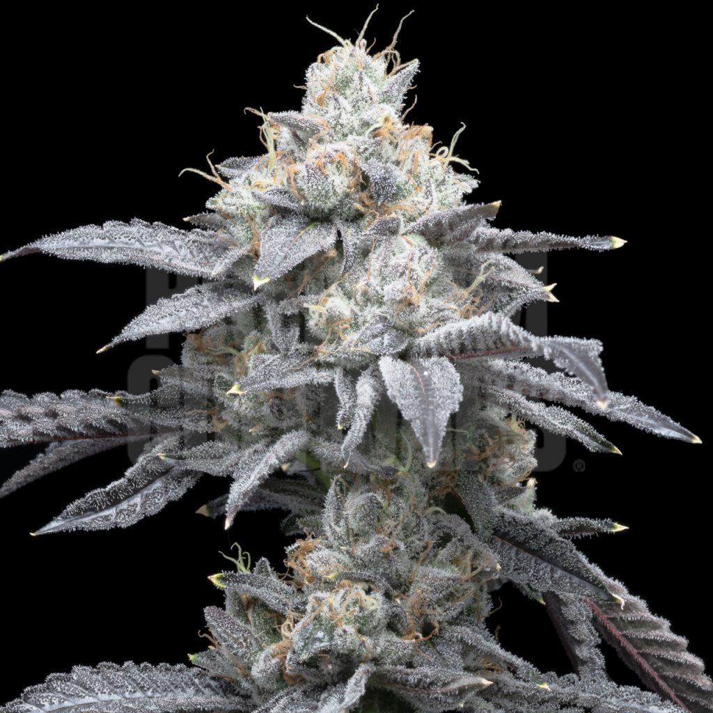 A Moonbow strain plant densely packed with trichomes is shown. Get ready for your next cannabis crop with feminized Moonbow strain cannabis seeds from Premium Cultivars.
