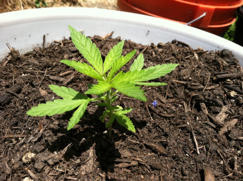 Cannabis Seedling in Space Bucket