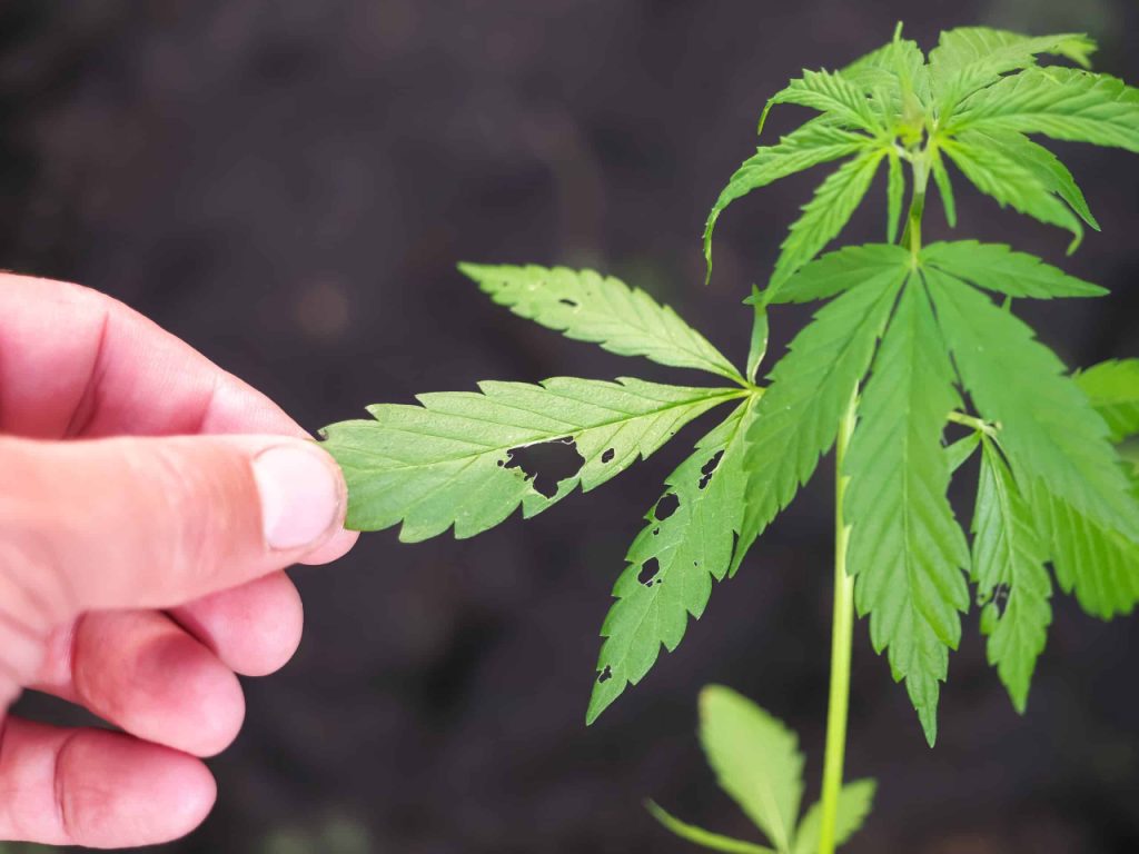 Bitten cannabis leaves