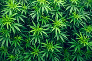 Plants that look like weed