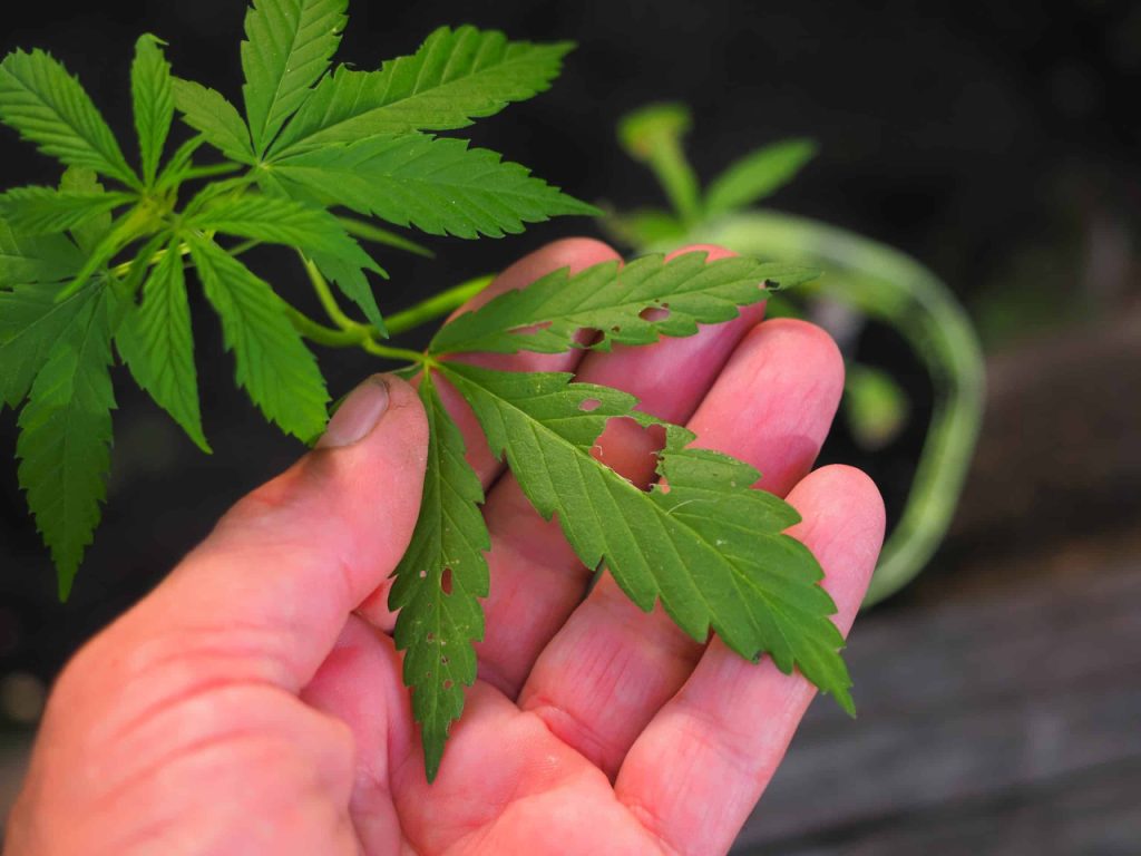 Broad mite damage cannabis