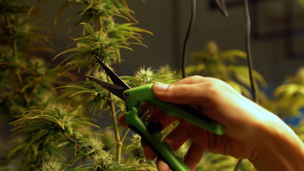 Cannabis apical pruning