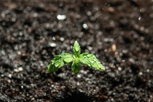 Worm casting as cannabis soil fertilizer