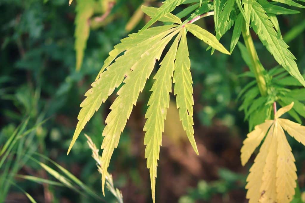 Cannabis discolored leaves