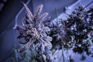 Defoliating cannabis