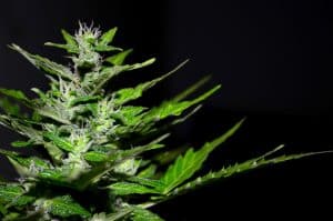 Do you Need a Dark Period Before Harvesting Cannabis?