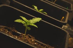 Growing cannabis with microorganisms