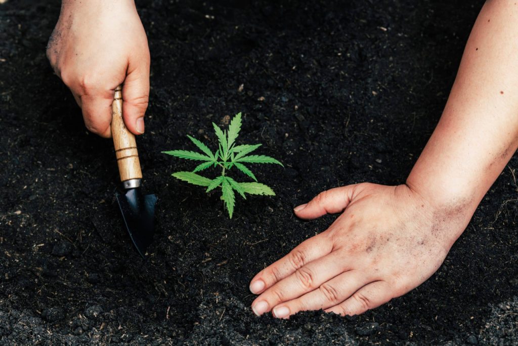 Root bound cannabis