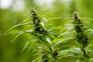 Springtails cannabis
