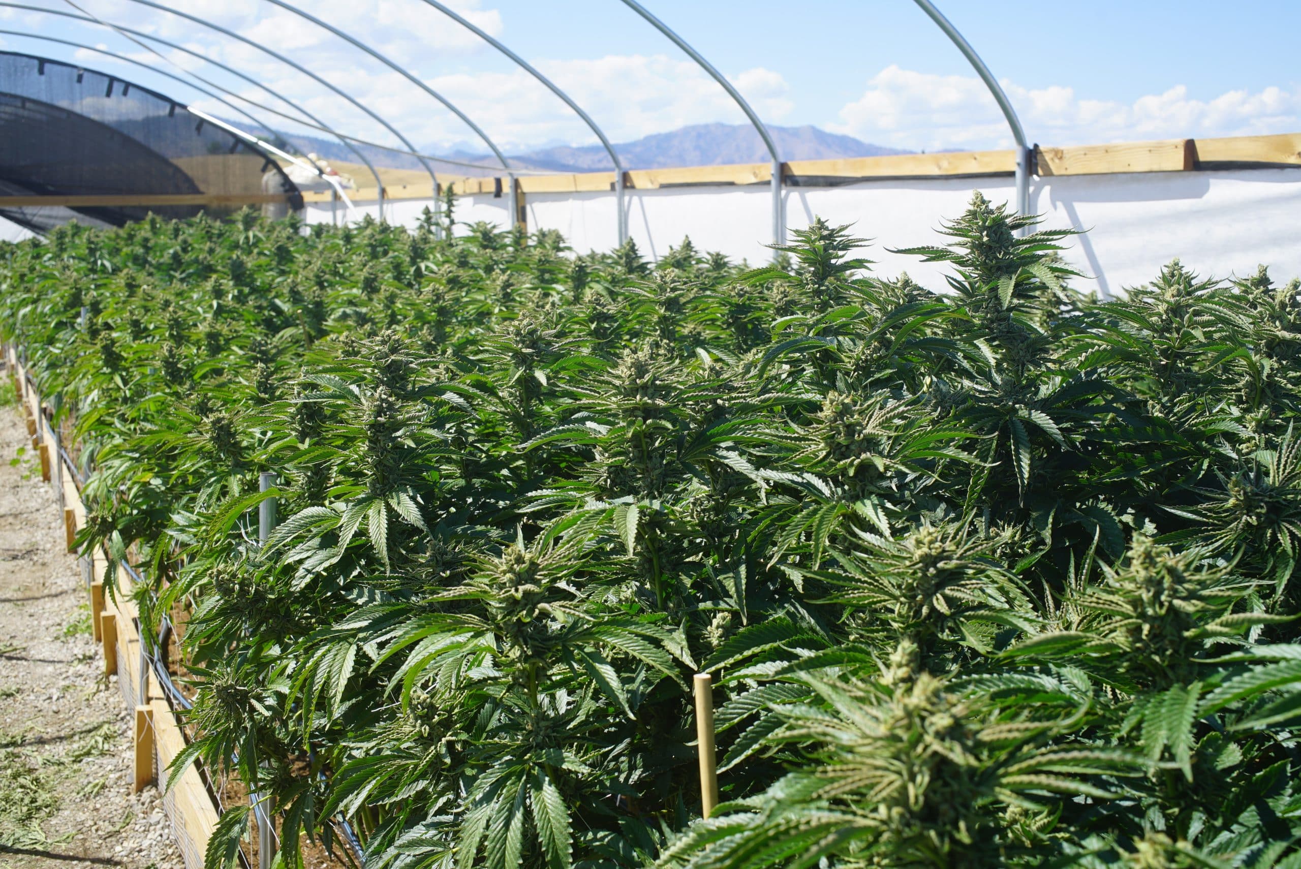 Growing cannabis in a polytunnel greenhouse