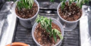Do You Need Nutrient Supplements For Growing Cannabis?