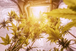 Cool cannabis growing tools