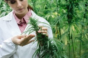 outdoor cannabis harvest