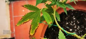 Dry cannabis leaves