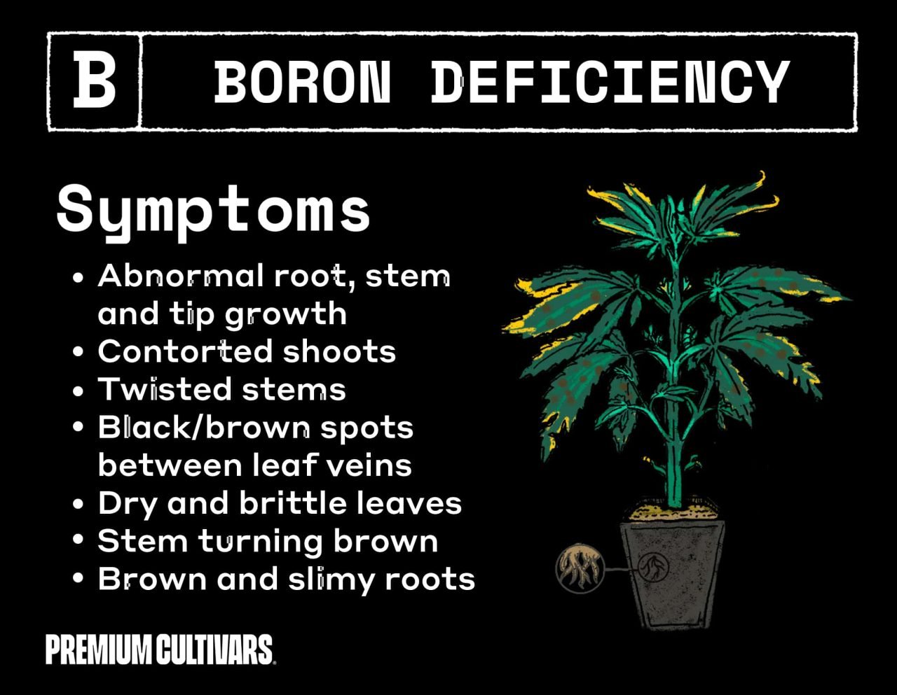 Cannabis boron deficiency symptoms