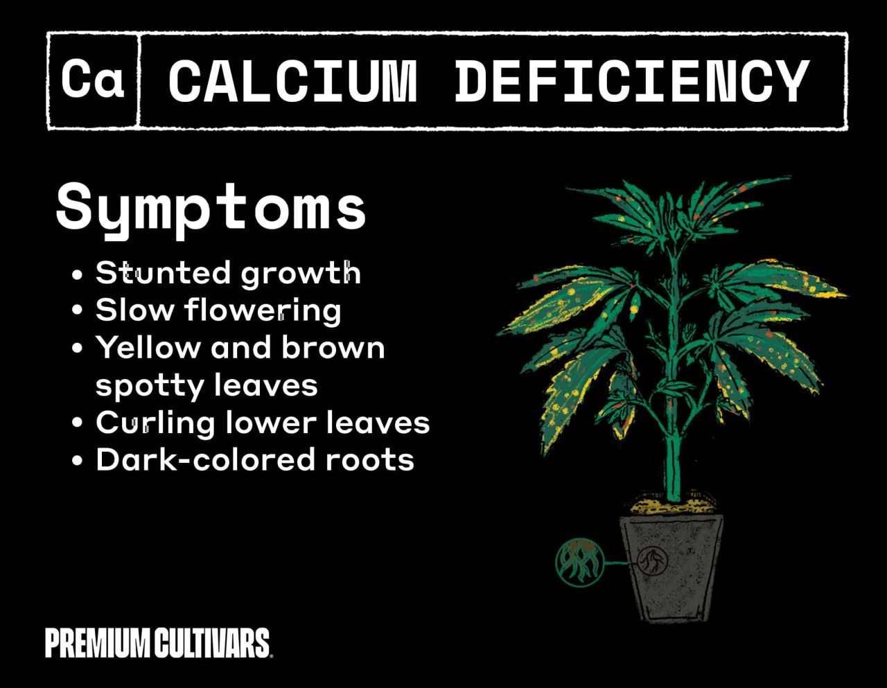 Calcium deficiency in weed symptoms