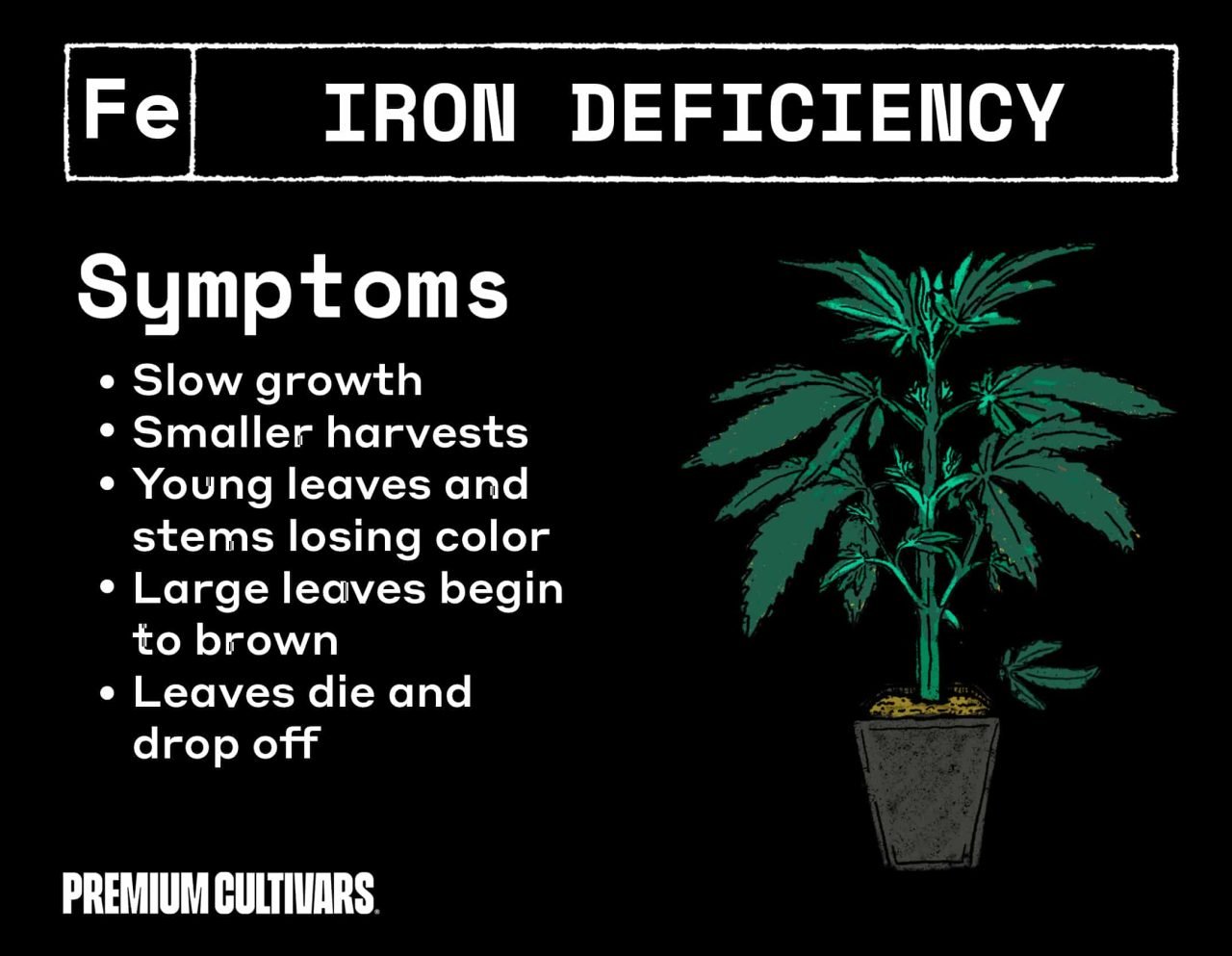 Iron deficiency in cannabis plant symptoms