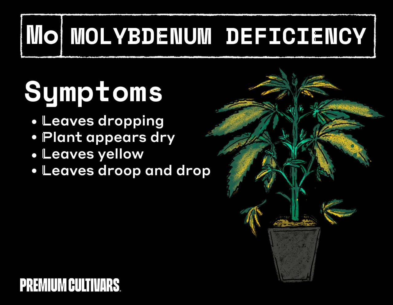 Molybdenum deficiency symptoms in a cannabis plant