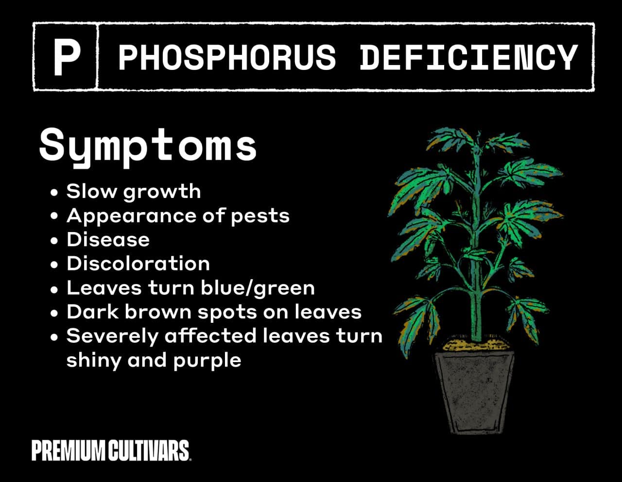 Phosphorus deficiency cannabis symptoms