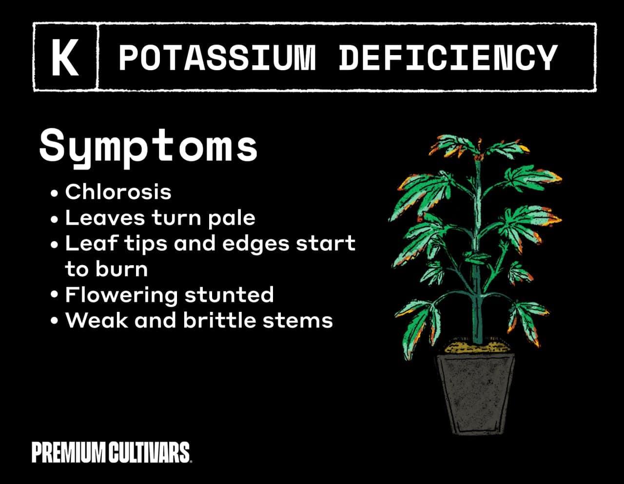 Symptoms of cannabis potassium deficiency
